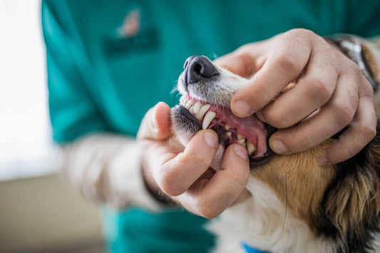 Dental Issues in Dogs and Cats: Causes, Symptoms, Prevention & Treatment