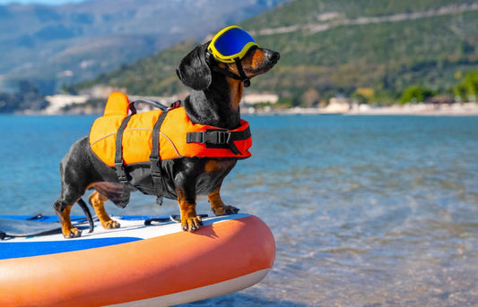 Safe and Exciting Water Activities for You and Your Pet