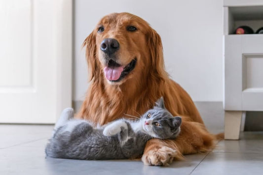 Dental Spray for Dogs and Cats: Everything You Need to Know
